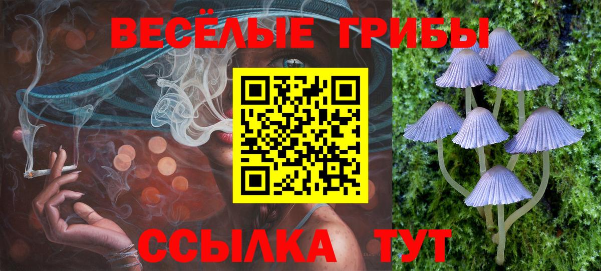 Галлюциногенные грибы Psilocybe Избербаш